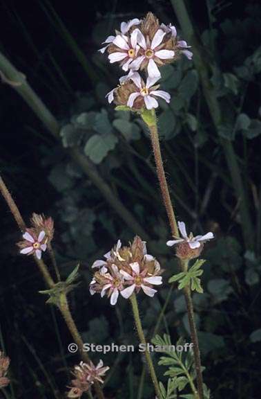 horkelia fusca var parviflora 4 graphic